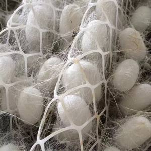 Natural <b>Silkworm</b> Cocoon/ Viet Nam <b>Silkworm</b> Cocoon - Product Image 4