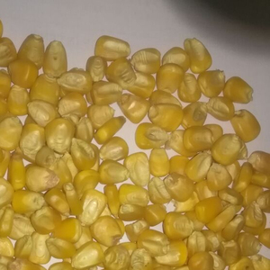 Maíz crudo sin OGM de calidad superior/Maíz amarillo Alimento relleno de proteína seca para animales para perros Cerdos Ganado Caballos Envasados en bolsas - Product Image 2