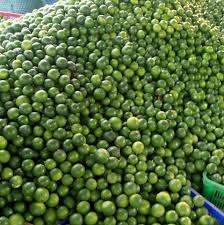 Venta caliente Grado a Origen de limón sin semillas de Vietnam en cartón de 7kg con logotipo/etiqueta personalizada Marca Viet Delta Fresh 2024 Holiday - Product Image 4