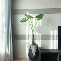 Pot de fleurs moderne en fibre-ciment, peinture lisse, motif noir, pour petit jardin de plantes succulentes