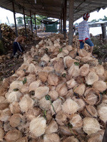 Kelapa Semi Kupas Segar Baru Panen Dari Vietnam Kualitas Premium Alami Kelapa Tua