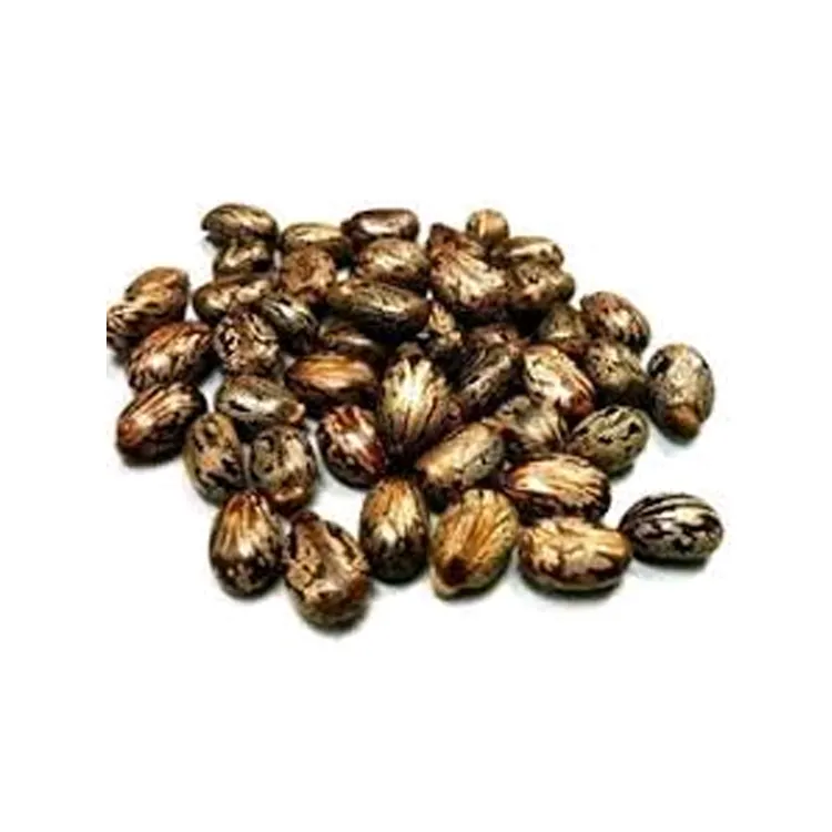 IndianJadiBooti Castor Seeds 100% Natural And High Quality Dried Ricinus Communis Seeds Exporter From India