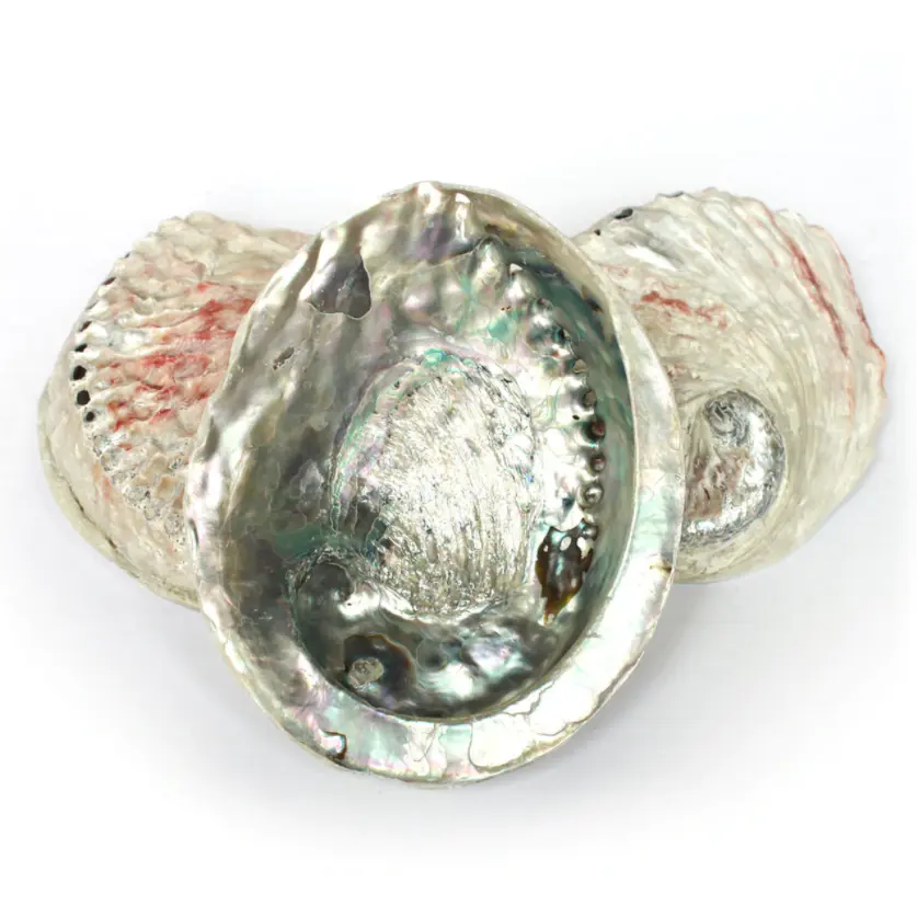 Doğal kurutulmuş abalone kabukları adet el sanatları yapımı için