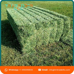 Heno de Alfalfa y Alfalfa para alimentación Animal, heno y Alfalfa de alta calidad, venta al por mayor, barato - Product Image 3