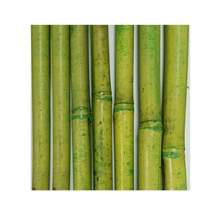 Bâtons de bambou secs écologiques, pôle de couleurs jaune, noir et vert, du Vietnam, en vrac, pour l'exportation - Product Image 2