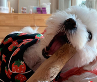 Worthbuy — café/chien en bois de Java à mâcher, au meilleur prix, Vietnam/ambre + 84383004939