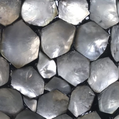 แม่ไข่มุกสีดำธรรมชาติ