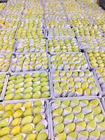 Verse Mango Fruit/Verse Mango Hoge Kwaliteit/Groothandel Mango Fruit Vietnam