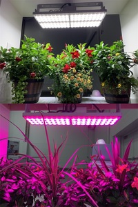 390nm-730nm Chip Hồng Ngoại Màu Xanh Đỏ UV 400W Phổ Đầy Đủ COB SMD Bóng Đèn Led Phát Triển Ánh Sáng Cho Rau Diếp Pitaya - Product Image 5