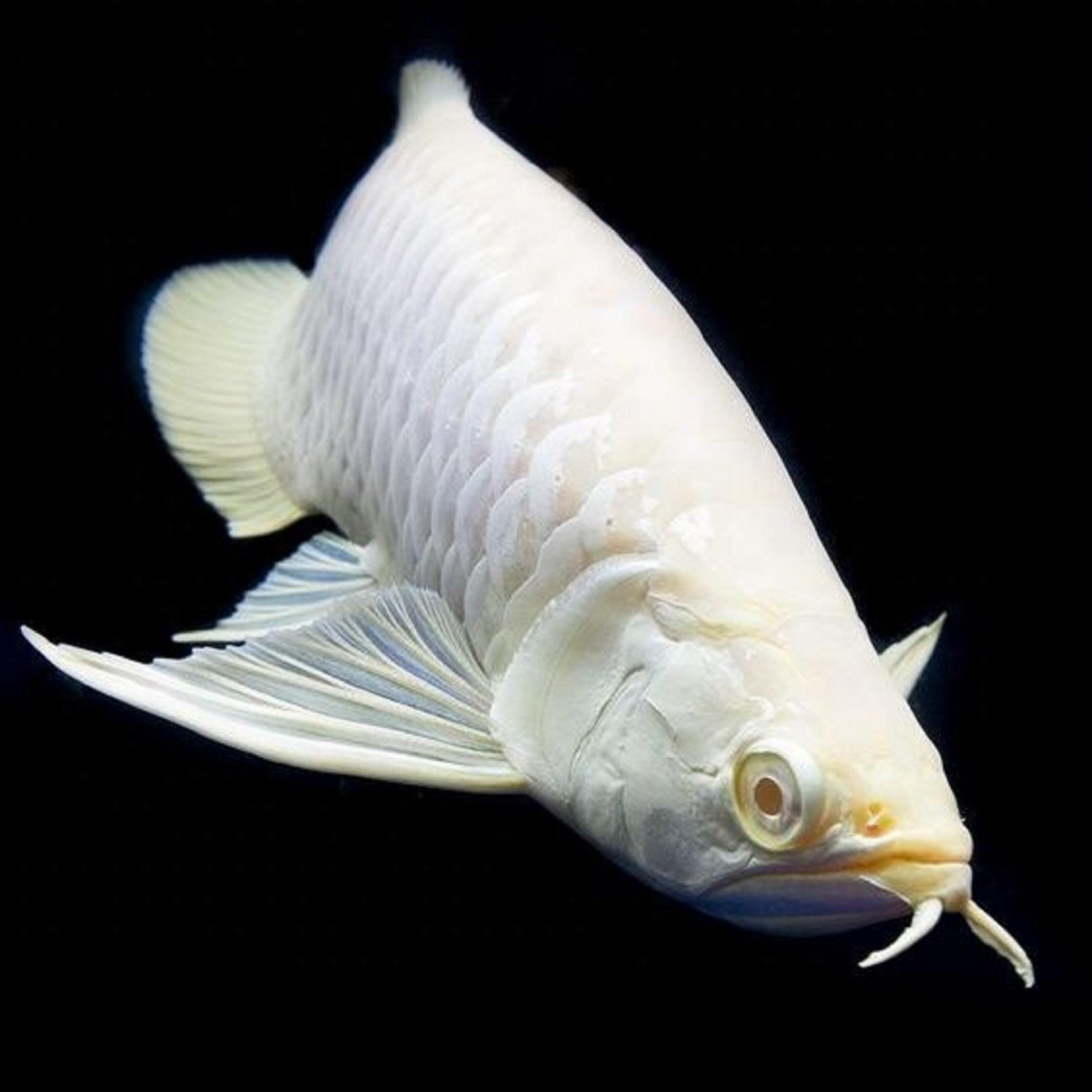Super White Halfmoon Female bred by Sirinut Betta Farm Betta fish, Betta, Beauti