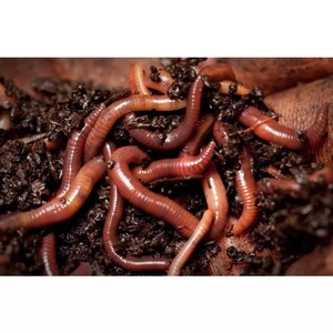 آمن وموثوق دودة الأرض لتحقيق نمو سريع Alibaba Com