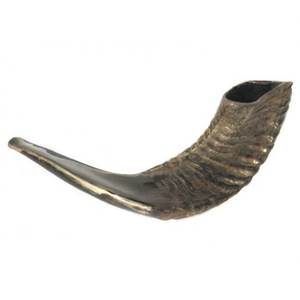 Shofar Kosher de Cuerno de Carnero Mediano, Pulido, de 13-14 Pulgadas, Precio de Fábrica, Artículo de Arte y Colección, Hecho en Israel - Product Image 3