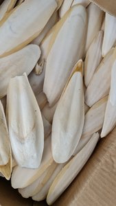 Hueso de sepia de alta calidad, hueso de sepia 100% NATURAL de VIETNAM/ámbar + 84383004939 - Product Image 6