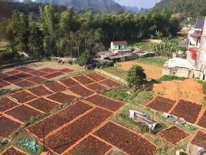 WS + 84359166896 Mejor oferta Estrella de otoño Anís de calidad seleccionado de Vietnam Nuevo cultivo seco Listo para enviar Precio barato - Product Image 6