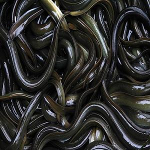 Export Quality Live Eel <b>Fish</b> - Product Image 1
