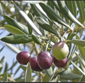 Desantis Aceite de Oliva Prensado en Frío Virgen Extra San Juan 1, 1, 2, 1% Puro Hecho en Italia - Product Image 4