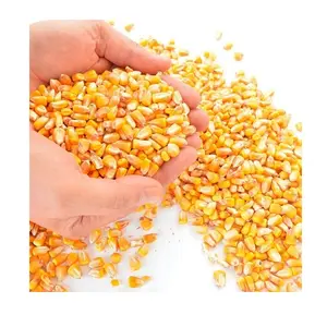 Beste Qualität Gelber Mais, Getrockneter Gelber Mais, Weißer Mais für den menschlichen Verzehr