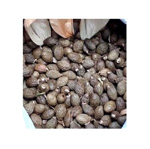 มะลวะ / สเตอร์คิวเลีย ลิคโนโฟรา ในป่าเวียดนาม 4 ปี หนึ่งฤดูกาล 2021 - Product Image 1