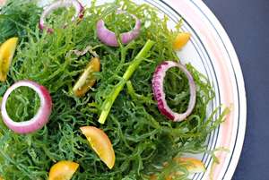 บรรจุภัณฑ์50KGS/ถุงแบรนด์เดลต้า SEAWEED-VIET สดใหม่ผู้จำหน่ายอาหารทะเลเพื่อสุขภาพในเวียดนาม - Product Image 4