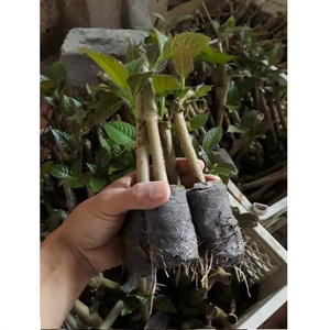 เม็ดพีท JIFFY เริ่มต้นการปลูกที่ดี - Product Image 5