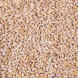 麦芽、麦芽饲料和麦芽饲料用优质大麦。