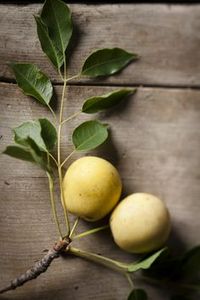 Compra al por Mayor en Línea de Aceite de Marula Premium Prensado en Frío, Certificado GMP, de la India - Product Image 3