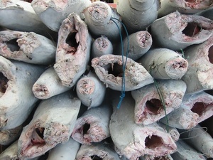 Etiqueta Privada para Sashimi grado Frozen DWT, certificación ISO GMP HACCP, Marlin blanco de Costa de Marfil, venta al por mayor - Product Image 6