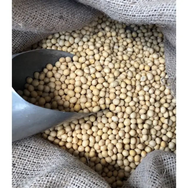 NON-GMO Sojabonen Sojabonen Hoge Kwaliteit Soja/Sojabonen Groothandel