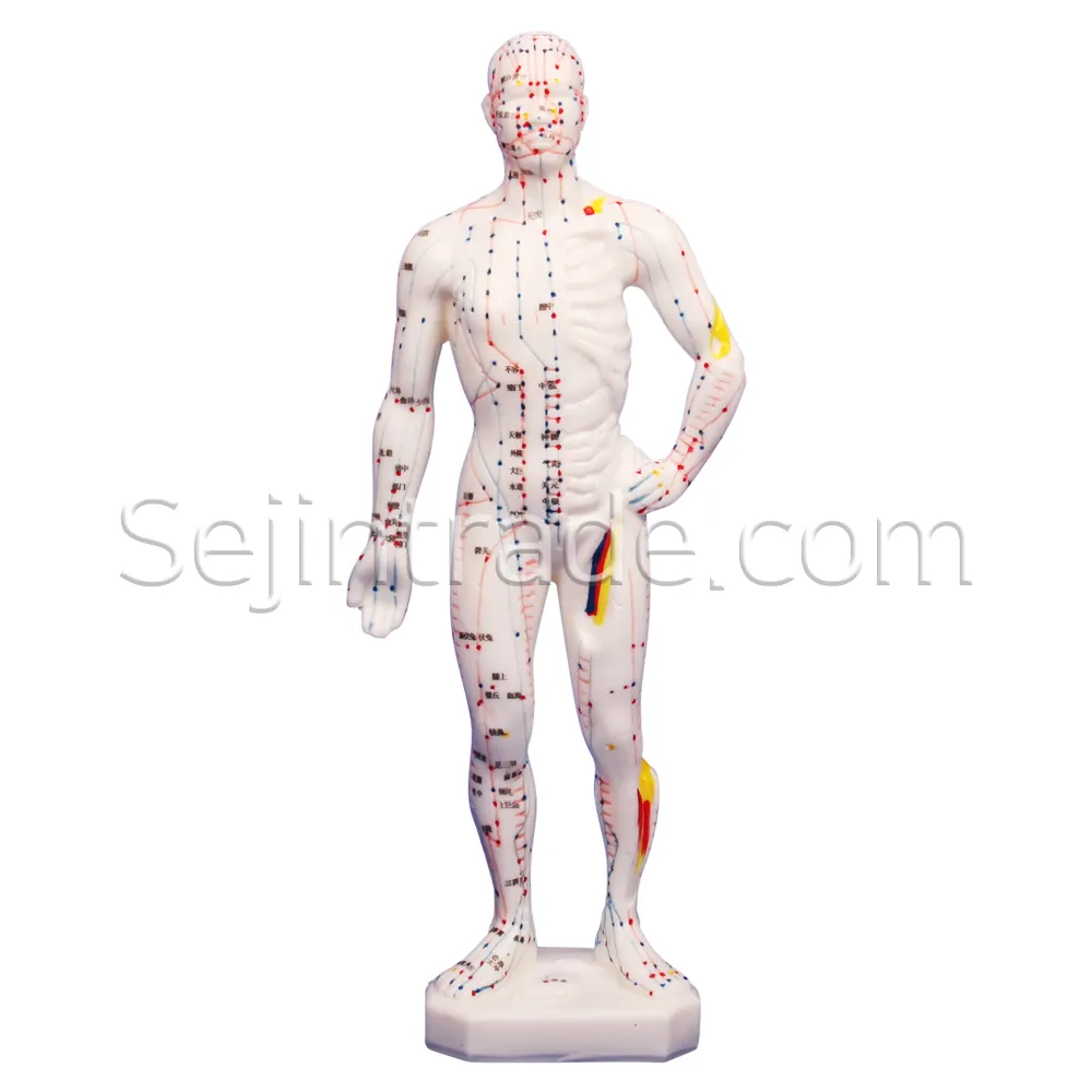 Agujas de acupuntura para hospitales, modelo anatómico humano, cuerpo de goma, modelo de 26cm a la venta, Clínica de masaje, moxa, modelo de Medicina China