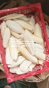 Gros Os de Seiche pour Oiseaux avec 100% Naturel/Os de Seiche pour Oiseaux et L'alimentation Animale Ms.Lucy + 84 929 397 651 - Product Image 6