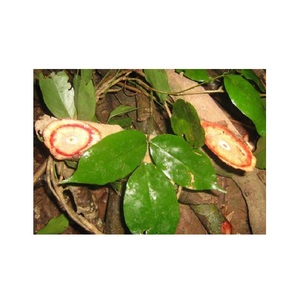 จีวูเต็งจากธรรมชาติ,ไควลิส SPATHOLOB เวียดนาม - Product Image 4