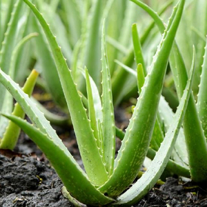 Resh-Hoja de aloe vera, de ietetam/AMI ami