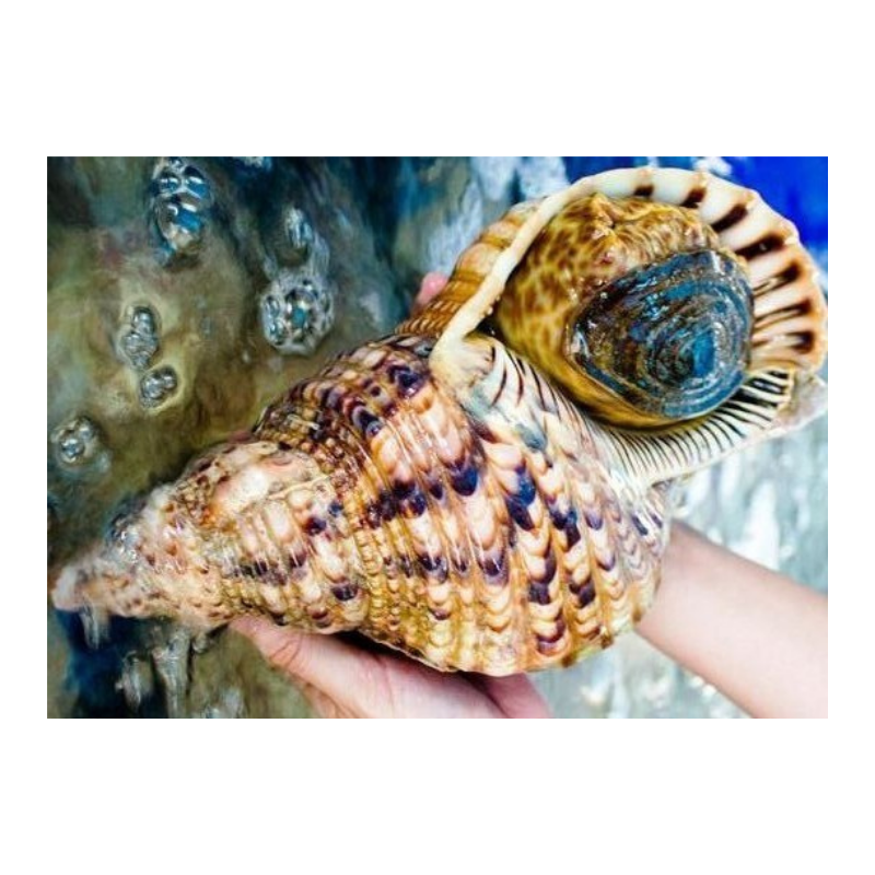 Rare Natural Colorful Seashell Collection for Home Decor