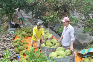DURIAN CONGELÉ DU VIETNAM AVEC HAUTE QUALITÉ ET MEILLEUR PRIX - Product Image 6