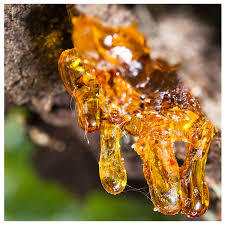 Aceite Esencial de Boswellia Serrata 100% Puro, Extracto de Planta India, Resina de Incienso, Materia Prima, Destilación por Vapor, GMP - Product Image 3