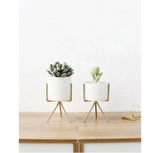 Iron Plant container - Product Image 1