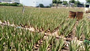 [RESTOCK !!!] ALOE VERA FRAIS DU VIETNAM À PRIX COMPÉTITIF _ MEILLEUR CHOIX POUR VOUS _ PRODUIT DE HAUTE QUALITÉ EN 2024 - Product Image 5
