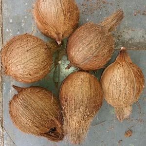 delicious, nutritious & organic fresh coconut semi husk coconut