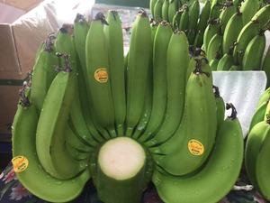 Fresh Green Cavendish Banana al mejor precio - Product Image 2