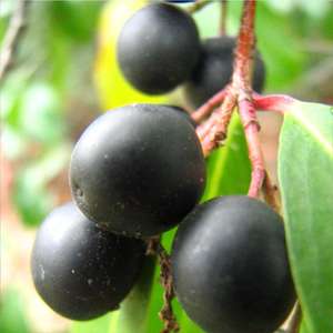 Aceite esencial puro de laurel - Product Image 5