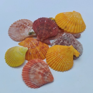 ขายส่งคุณภาพดีขายส่งคุณภาพดีเปลือกหอยหอยนางรมธรรมชาติหลวมพลอยหยาบธรรมชาติหลวมพลอยหยาบ - Product Image 3
