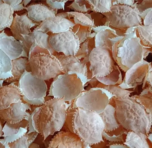 Poudre de coquille de crabe séchée/beaucoup de riche en protéines pour les engrais du VIETNAM