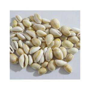 Conchas de conchas de Acuario, varios tamaños, patrones y colores - Product Image 3