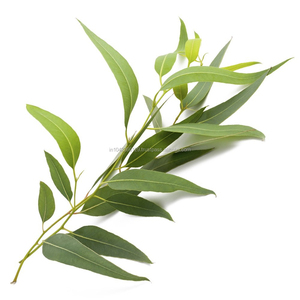 Cineole Eucalyptus Huile Essentielle Globulus Huiles Essentielles De Qualité Supérieure Et Naturelles % ) - 100% Pure 60-99 Diffuseur Relax Collaterals - Product Image 4