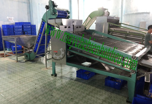 Cashew Size Sorting <b>Machine</b>: Ensuring Consistency and Quality in Cashew Nut Sorting - Product Image 6