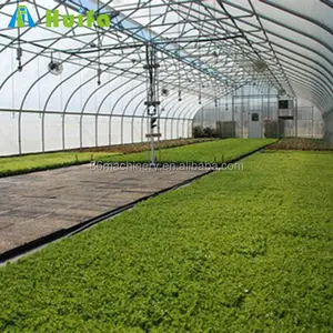 China Factory New Arrival Thai Greenhouse Thailand Greenhouse
