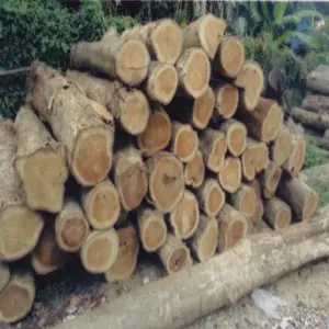 Tronchi di legno di ACACIA/tronchi di legno di gomma