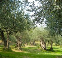 Olives vertes fraîches de la variété Manzanilla, taille moyenne, 1 kg, fabrication italienne, naturelles, sucrées et juteuses, durée de conservation de 24 mois