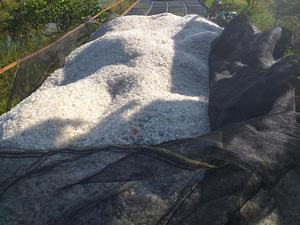 เครื่องชั่งปลาสำหรับคอลลาเจนออสเซินจากเวียดนามเครื่องชั่งปลาดิบคุณภาพสูงราคาดี + 84815570479 - Product Image 3