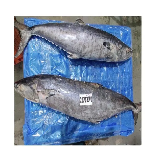 ATTRACTIVE PRICE OF HIGH QUALITY INDIAN FROZEN KING FISH WHOLE